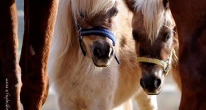 יש אטרקציות ליום הולדת – סוס פוני ליום הולדת – סוסים מינאטורים